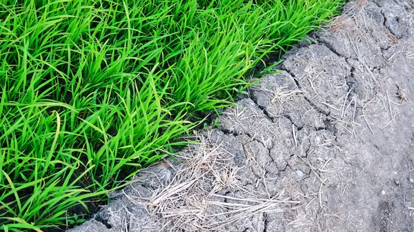 Campo de arroz —  Fotos de Stock