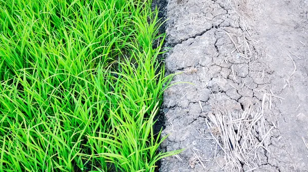 Champ de paddy — Photo