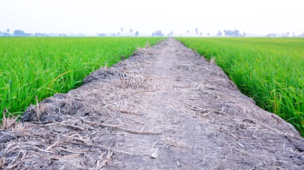 Campo de Paddy — Fotografia de Stock