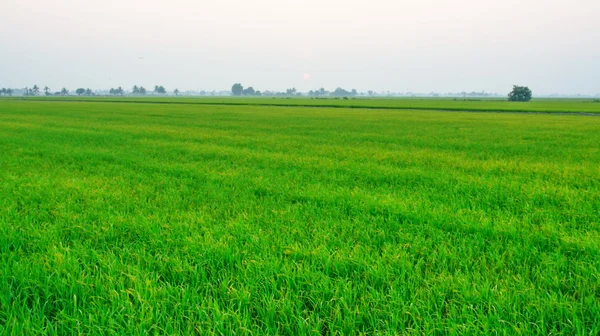 Campo di risaia — Foto Stock