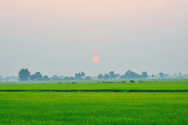 Campo de Paddy — Fotografia de Stock