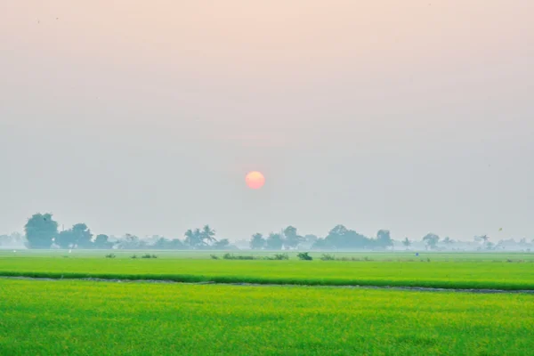 Campo de Paddy — Fotografia de Stock