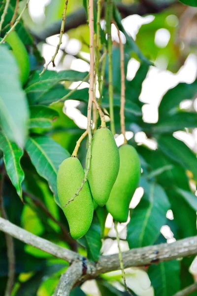 Närbild av mango — Stockfoto