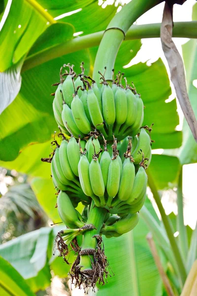 Färska bananer — Stockfoto