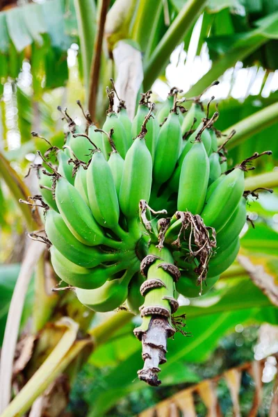 Verse bananen — Stockfoto