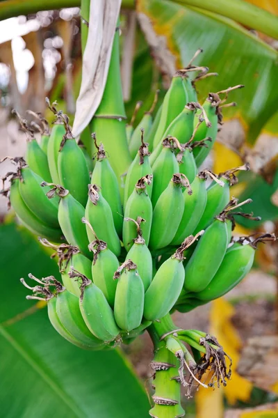 Fersk banan – stockfoto