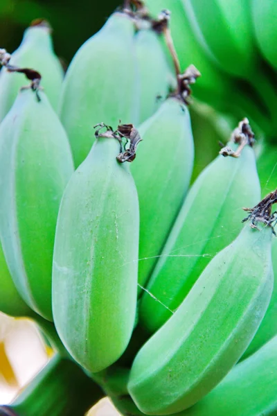 Banane fresche — Foto Stock