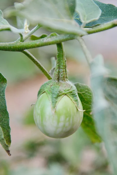 Auberginen isoliert — Stockfoto