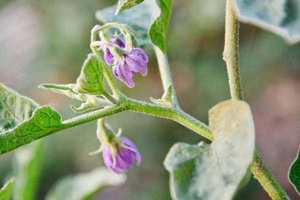 Eggplant isolated — Stock Photo, Image