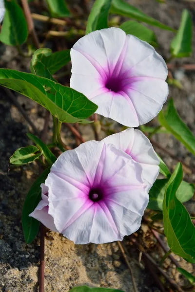 Morning glory flowers — Stock Photo, Image