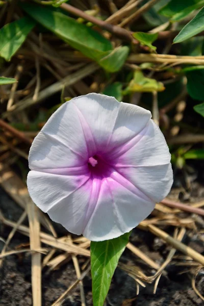 Morning glory flowers — Stock Photo, Image