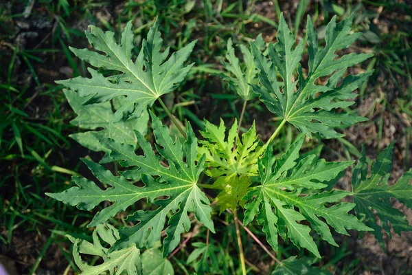 Papaya tree — Stock Photo, Image