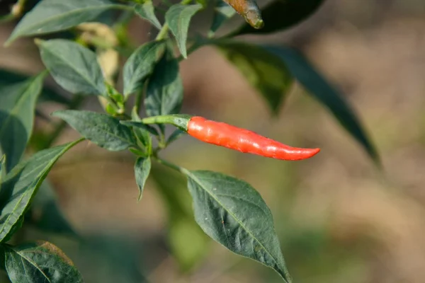 Pimienta en el árbol — Foto de Stock