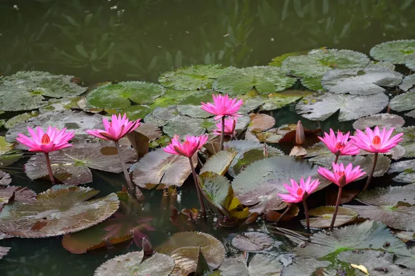 Lotus çiçeği. — Stok fotoğraf