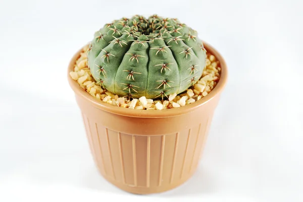 Cactus isolerade — Stockfoto