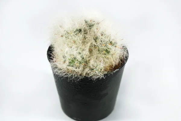 Kaktus isolert – stockfoto