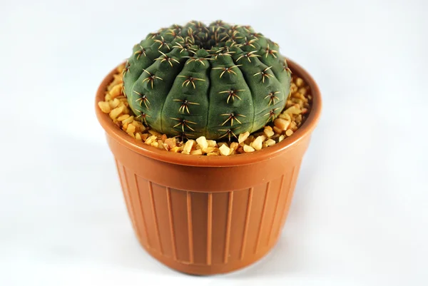 Cactus isolerade — Stockfoto