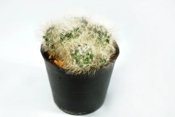 Cactus isolerade — Stockfoto