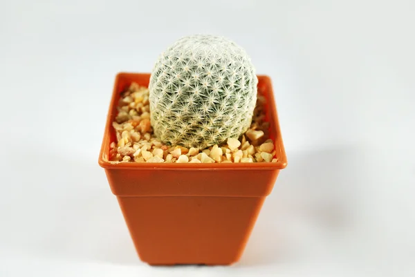 Cactus isolado — Fotografia de Stock