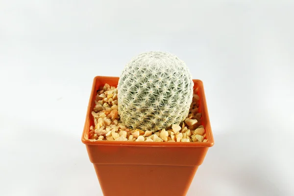 Cactus isolado — Fotografia de Stock