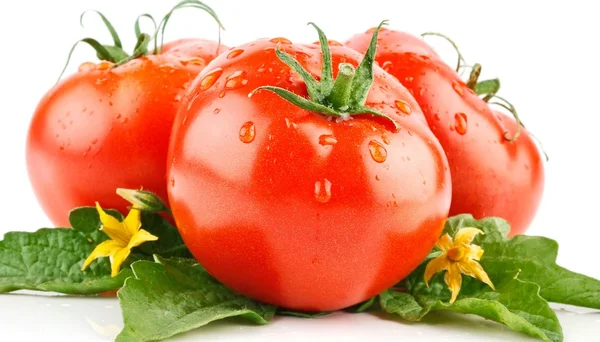 Rote frische Tomaten — Stockfoto