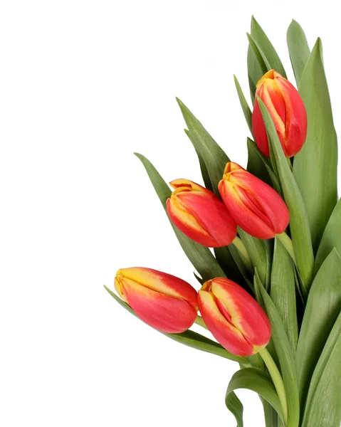 Beautiful tulips — Stock Photo, Image