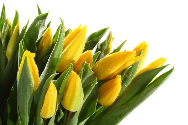 Beautiful tulips — Stock Photo, Image