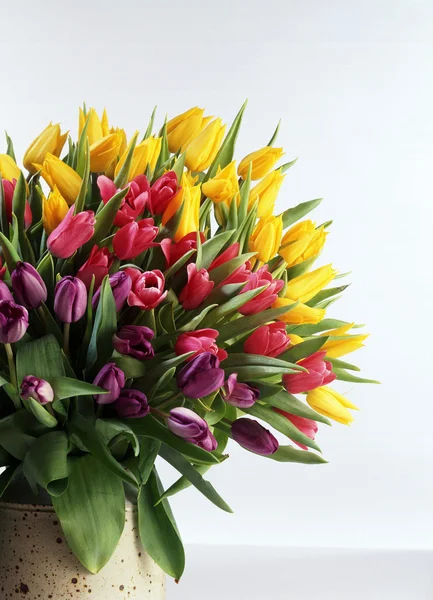 Beautiful tulips — Stock Photo, Image