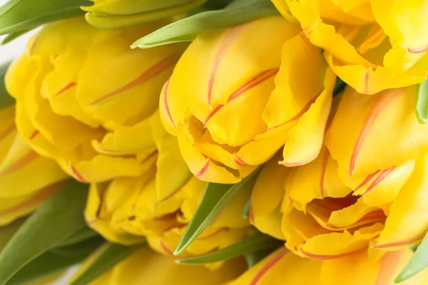 Beautiful tulips — Stock Photo, Image