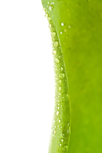 Verse en groene bladeren — Stockfoto
