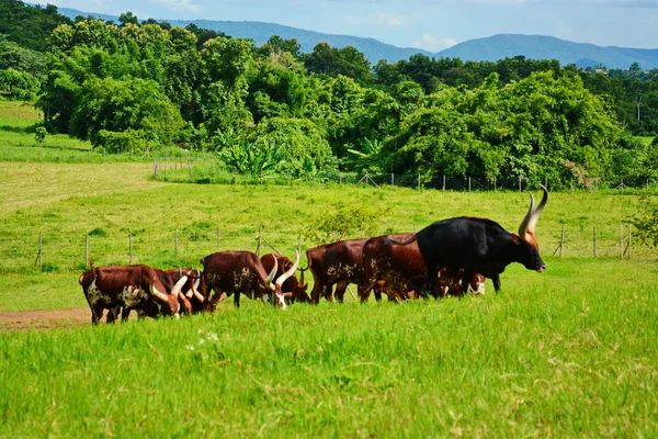 Male watusi bulls in nature