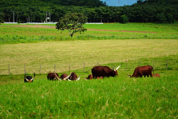 Machos watusi touros na natureza — Fotografia de Stock