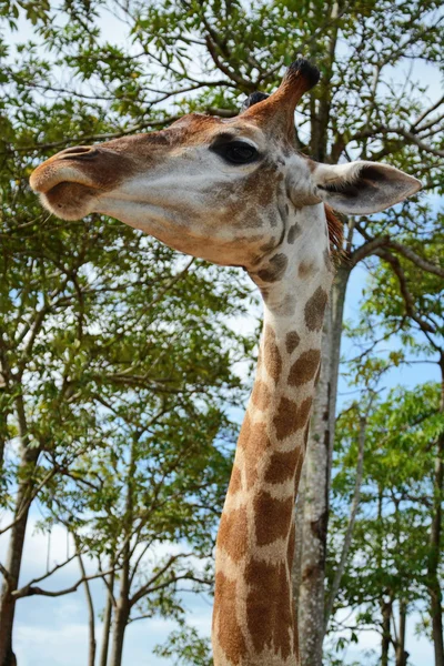 Giraffe's face isolated — Stock Photo, Image