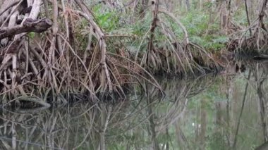 Meksika, Yucatan 'daki Mangrove Ormanı