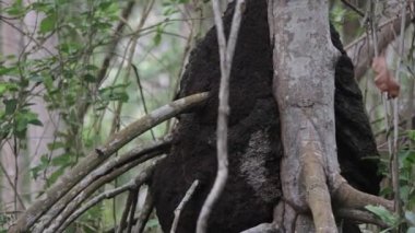 Meksika, Yucatan 'daki Mangrove Ormanı