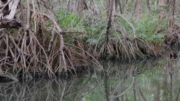 Mangrove Skog Yucatan Mexiko — Stockvideo