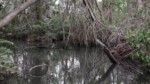 Mangrove Skog Yucatan Mexiko — Stockvideo