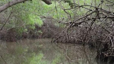 Meksika, Yucatan 'daki Mangrove Ormanı