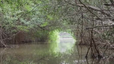 Meksika, Yucatan 'daki Mangrove Ormanı