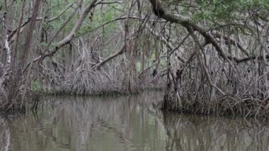 Meksika, Yucatan 'daki Mangrove Ormanı