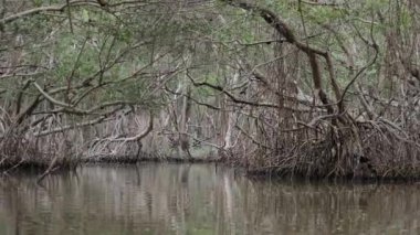 Meksika, Yucatan 'daki Mangrove Ormanı