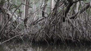 Meksika, Yucatan 'daki Mangrove Ormanı