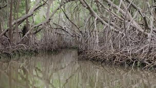 Mangrovový Les Yucatanu Mexiko — Stock video