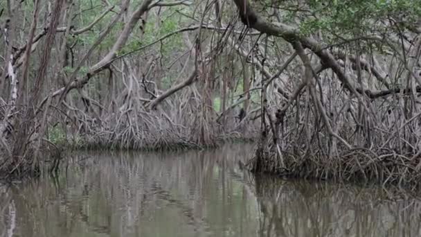 Mangrovenwald Auf Yucatan Mexiko — Stockvideo