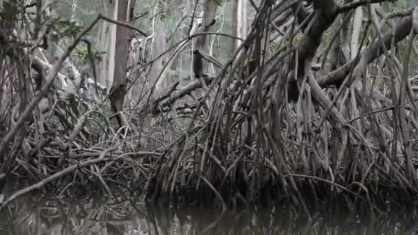 Мангровый Лес Юкатане Мексика — стоковое видео