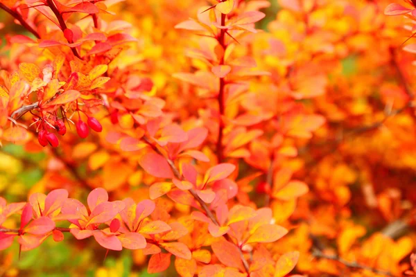Orange autumn maple leaf alley — Stock Photo, Image