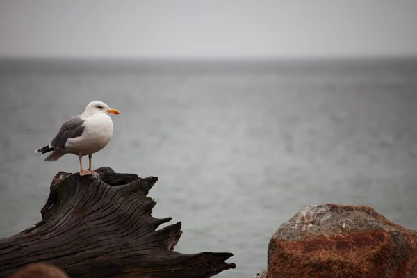 Seagull place assise — Photo