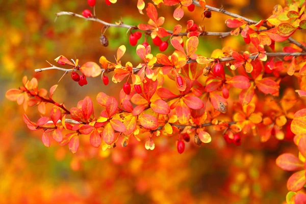 Arancione autunno acero foglia vicolo — Foto Stock