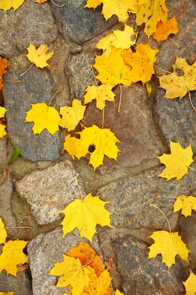 Amarillo otoño arce hoja callejón —  Fotos de Stock