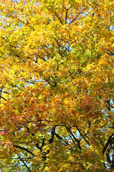 Кленовые листья, золотая осень — стоковое фото